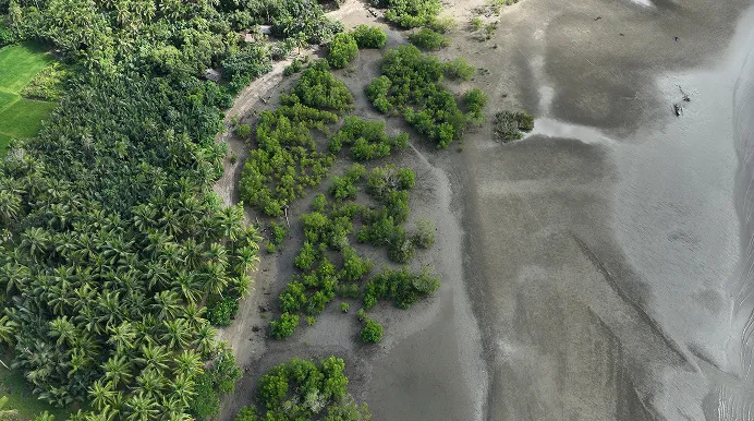 Aerial view of dense green mangroves and palms bordering a muddy coastal area during low tide.