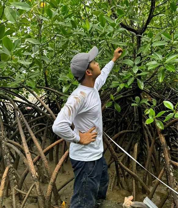 Man in a dirty white long sleeve shirt and cap reaching for leaves in a dense mangrove forest.