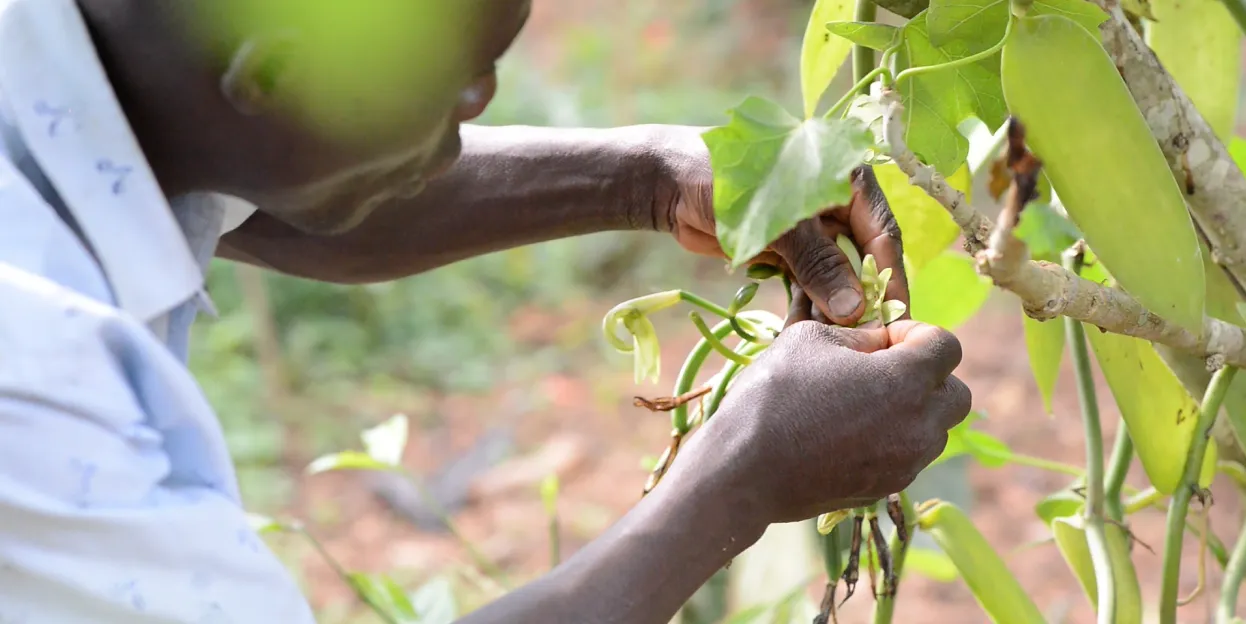 Person harvesting vanilla beans from a vine in a green outdoor garden.