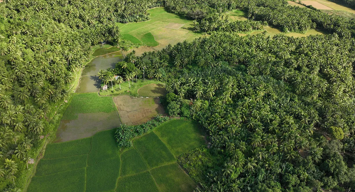 Aerial view of green farmland with rice paddies and dense tropical palm trees
