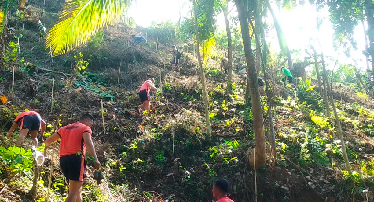 People planting small trees on a steep sunlit hillside covered in dry leaves and plants.