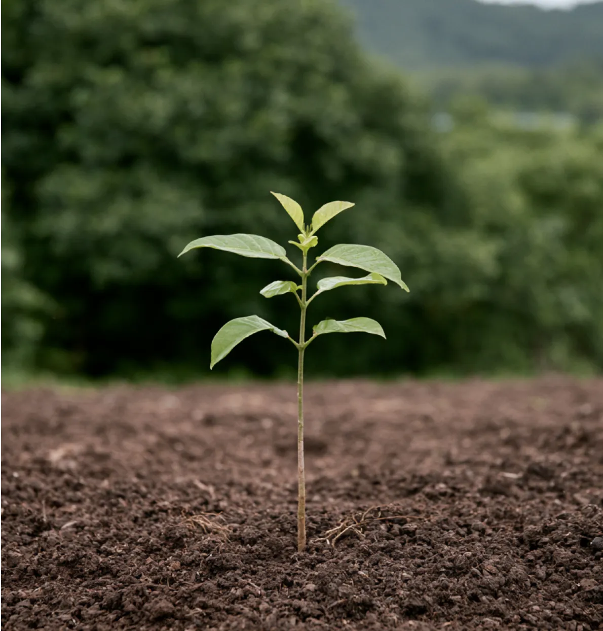 Young green plant seedling growing in rich brown soil with blurred trees in the background.