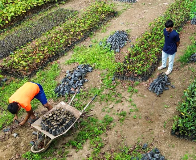 Two men working in a plant nursery with rows of small plants in black bags on the soil.