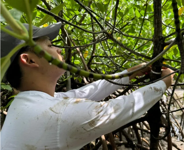Person in a cap working with mangrove branches in a dense green mangrove forest by the water.