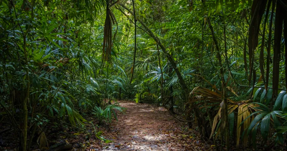 Dirt path winding through dense green tropical jungle with various leafy plants.