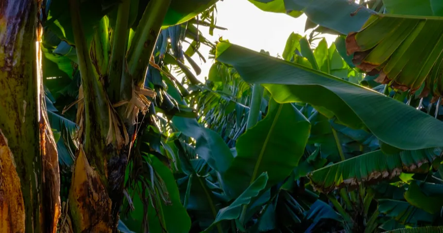 Dense green banana plants with large leaves under sunlight in a tropical setting.