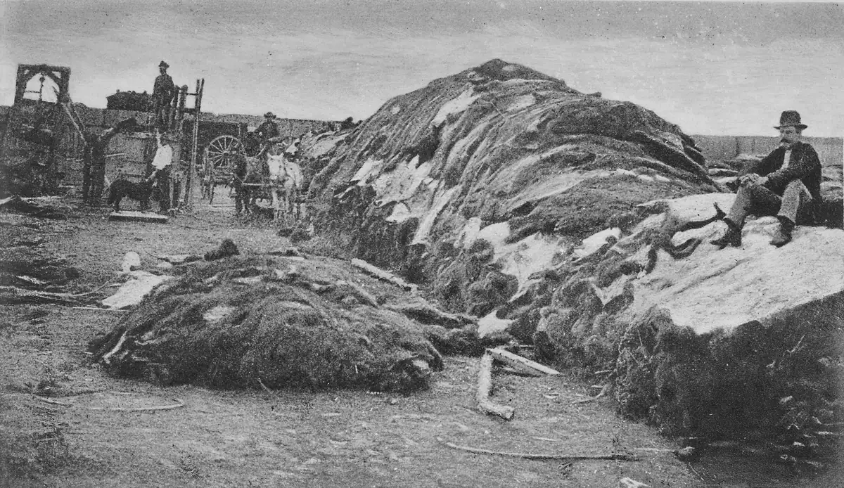 A trader sits in a hat on top of a long, head-high stack of buffalo hides in a yard. Workmen, wagons, mules and a dog stand at the far end.