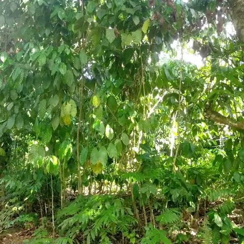Coffee growing under tall shade trees on a smallholder farm in Oriental Mindoro (field photo, 17 Jun 2026)