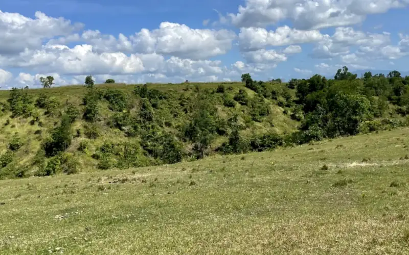 Open grassland with scattered trees in Mindoro, the kind of land the project restores to native forest